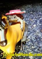 /home//u458753944/public_html/sourcegallery/////////////Roxborough Toad Detour/2021/2021-03-28/P3280107.JPG